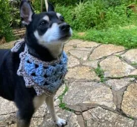 jacks bandana dog pattern
