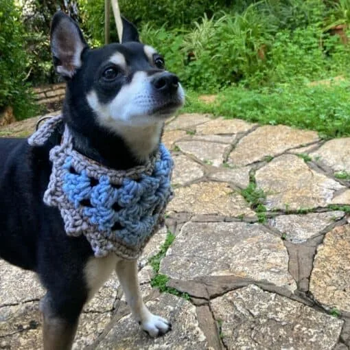 jacks bandana dog pattern