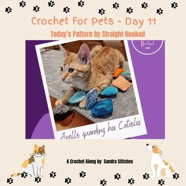 crochet for pets -day 11